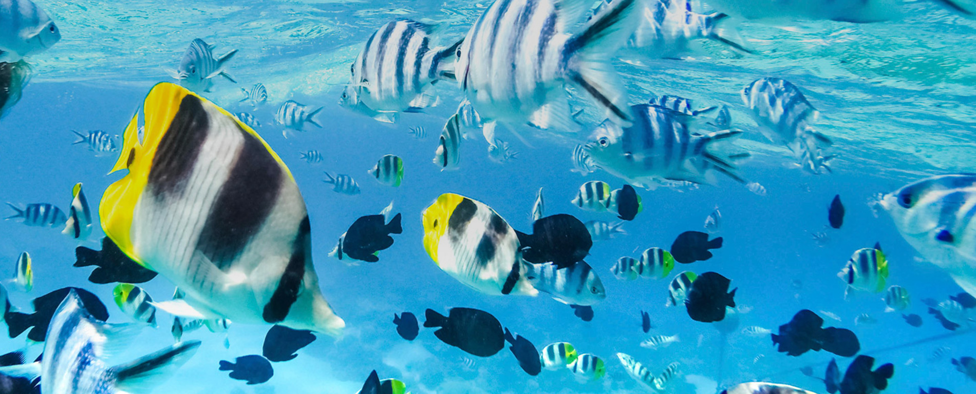 Chubb Travel Insurance Hong Kong